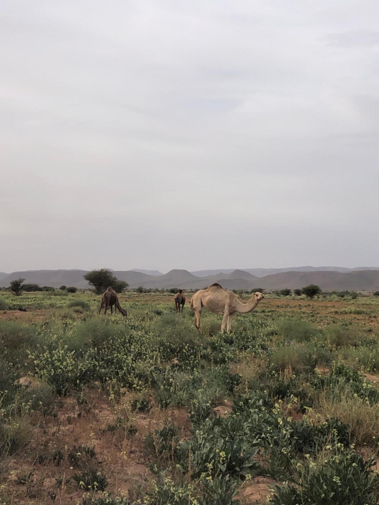 Dar Toda - Zagora Guest House エクステリア 写真